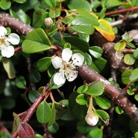 Cotoneaster morrisonensis BSWJ 3386